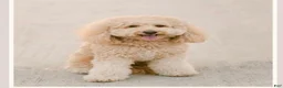 Mini Goldendoodle dogs for sale: Mini Goldendoodle Dior - Ad 4