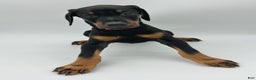 Doberman Pinscher dogs for sale: Red - Ad 2
