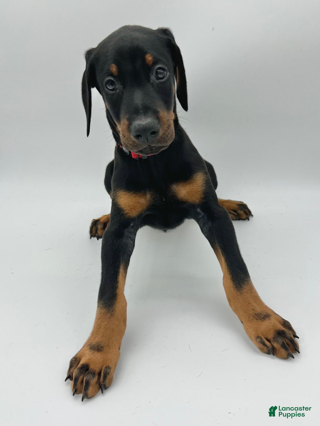 Doberman Pinscher dogs for sale: Red - Ad 2