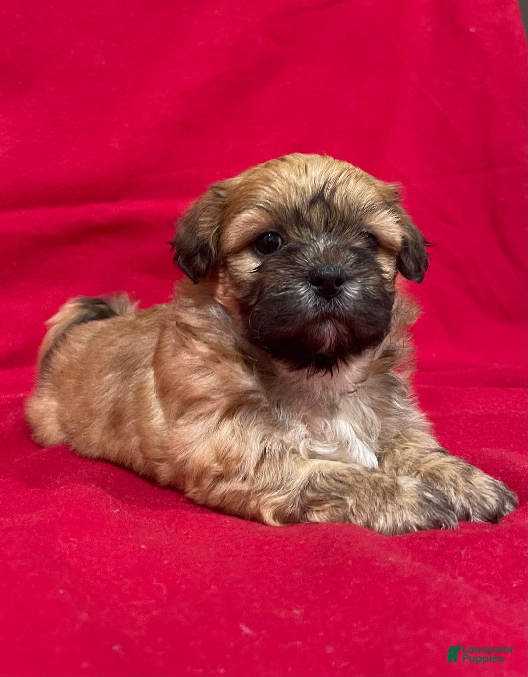 Teddy Bear dogs for sale: Luke - Ad 4