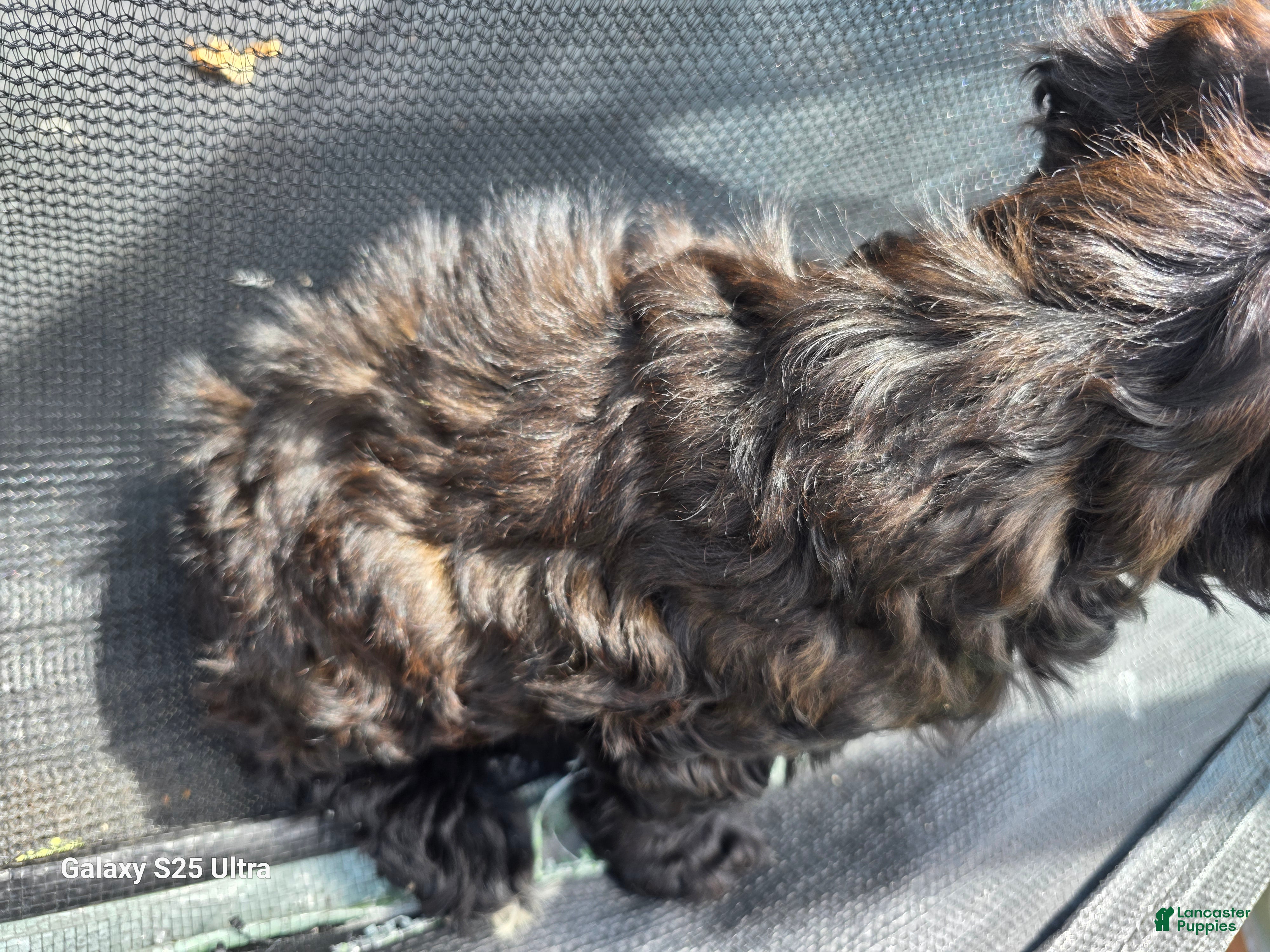 Cockapoo dogs Hazel - Ad 2