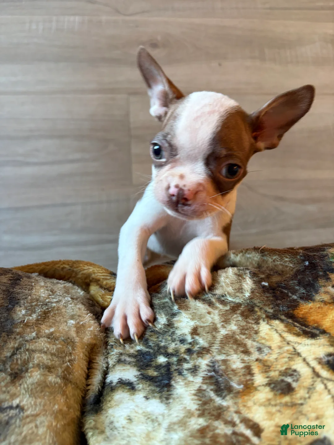 Boston Terrier dogs for sale: Boston Terrier 1 - Ad 2