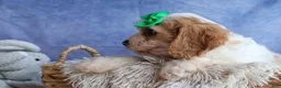 Cavachon dogs for sale: RANDY - Ad 3