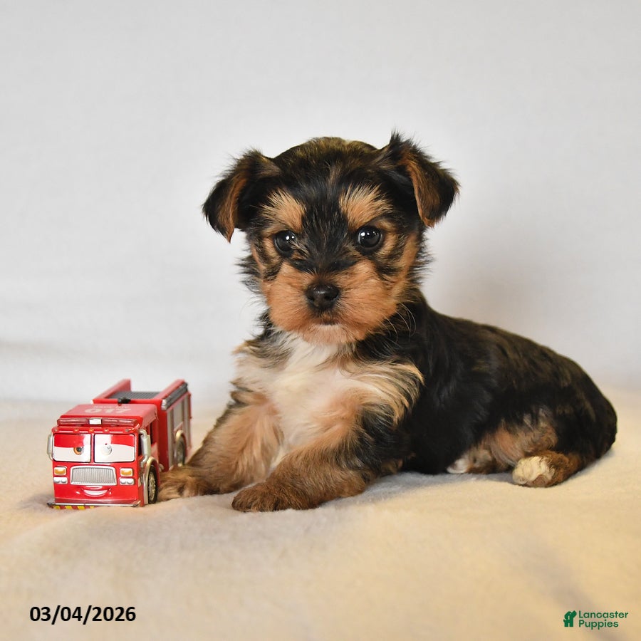 Yorkshire Terrier dogs Rylee - Ad 2