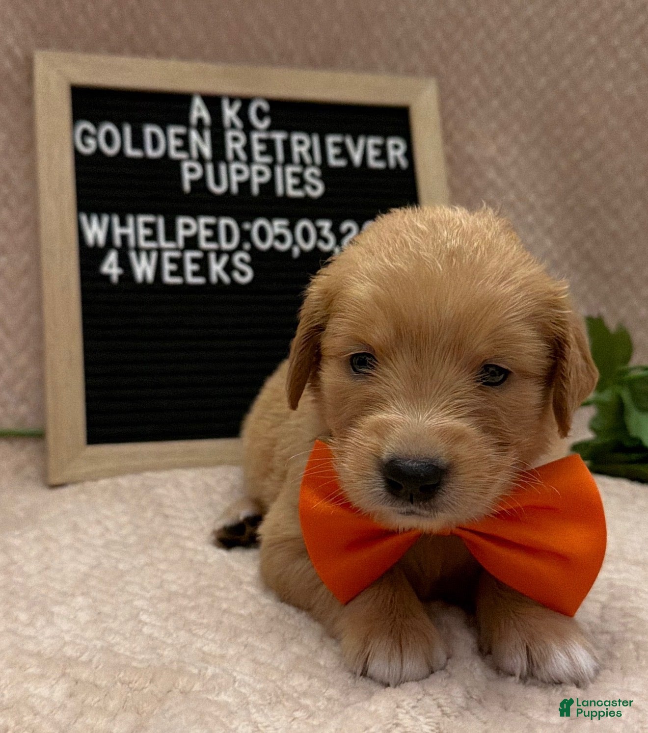 Golden Retriever dogs Mr. Orange - Ad 1