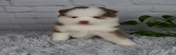 Pomsky dogs for sale: Queen - Ad 1