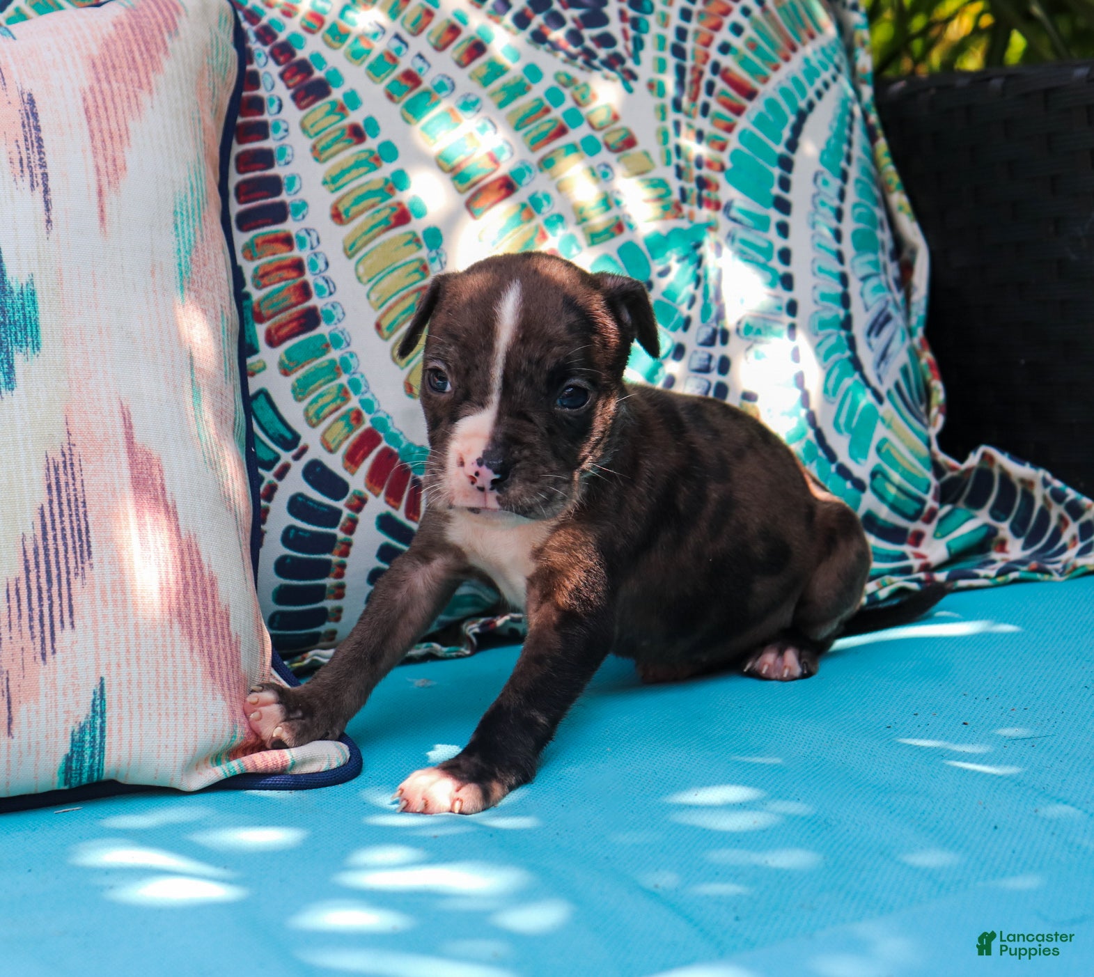 American Bully dogs Orange runt - Ad 13