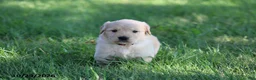 Golden Retriever dogs for sale: Boots - Ad 3