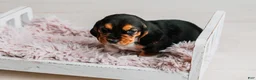 Basset Hound dogs for sale: Kimmie - Ad 7