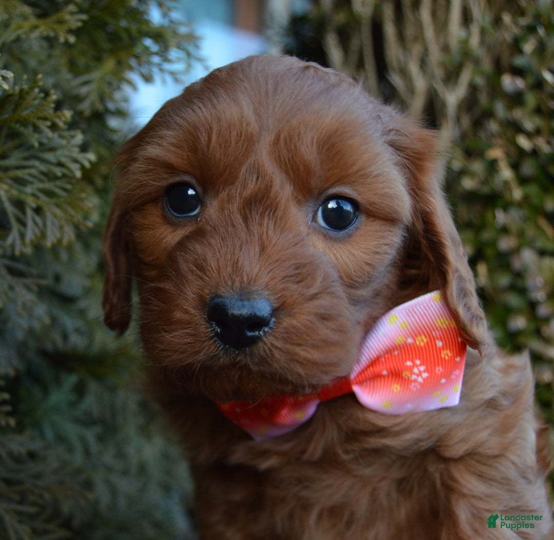 Cockapoo dogs for sale: Coco - Ad 11