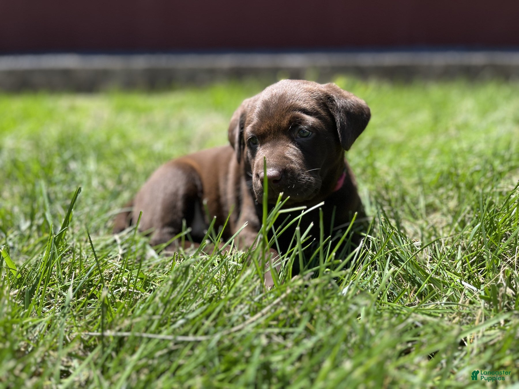 Labrador Retriever dogs for sale: Rosie - Ad 1