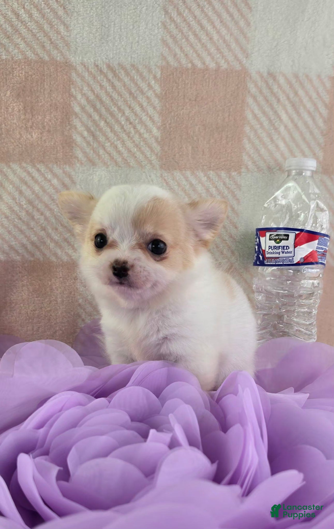 Chihuahua dogs Tulip - Ad 2