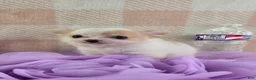 Chihuahua dogs for sale: Tulip - Ad 2