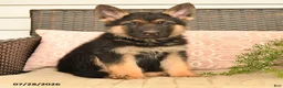 German Shepherd dogs for sale: Seth - Ad 4