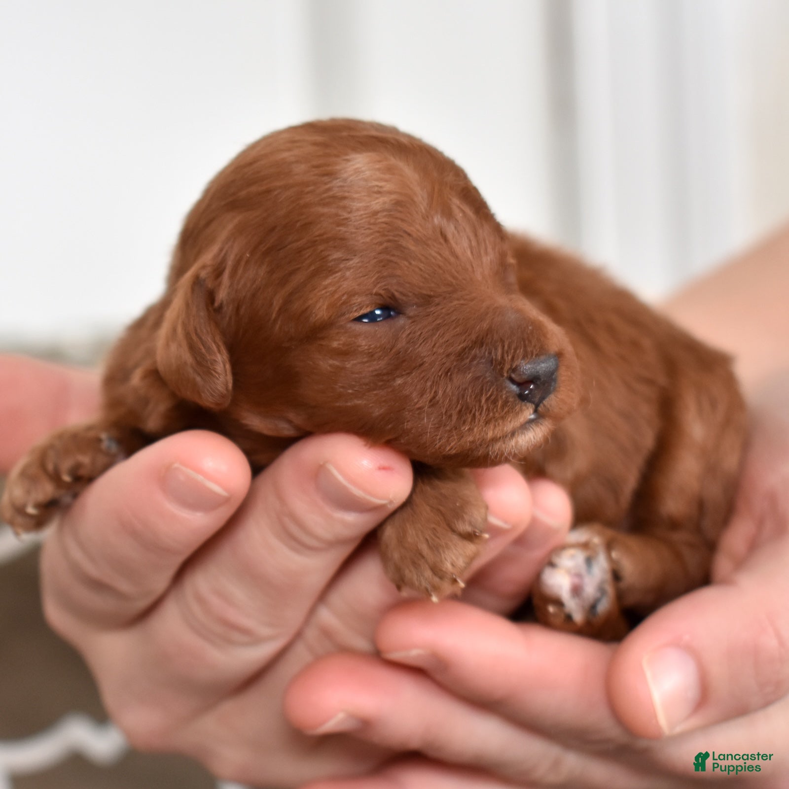 Toy Poodle dogs Callie - Ad 12