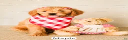 Goldendoodle dogs for sale: Maple - Ad 20