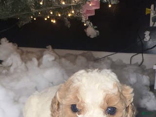 Miniature Poodle dogs Miniature Poodle Puppy 1 - Ad 42
