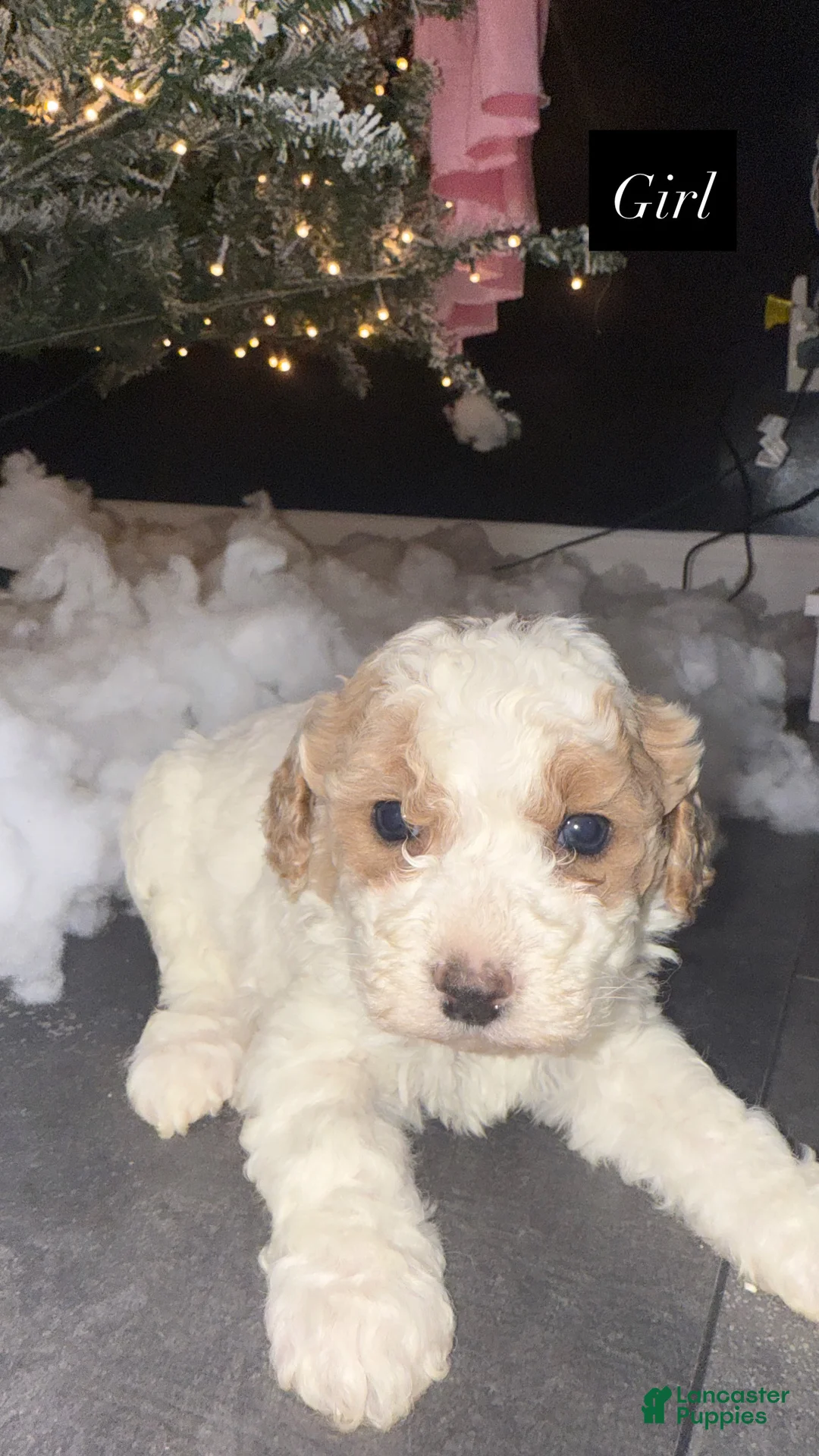 Miniature Poodle dogs for sale: Miniature Poodle Puppy 1 - Ad 1