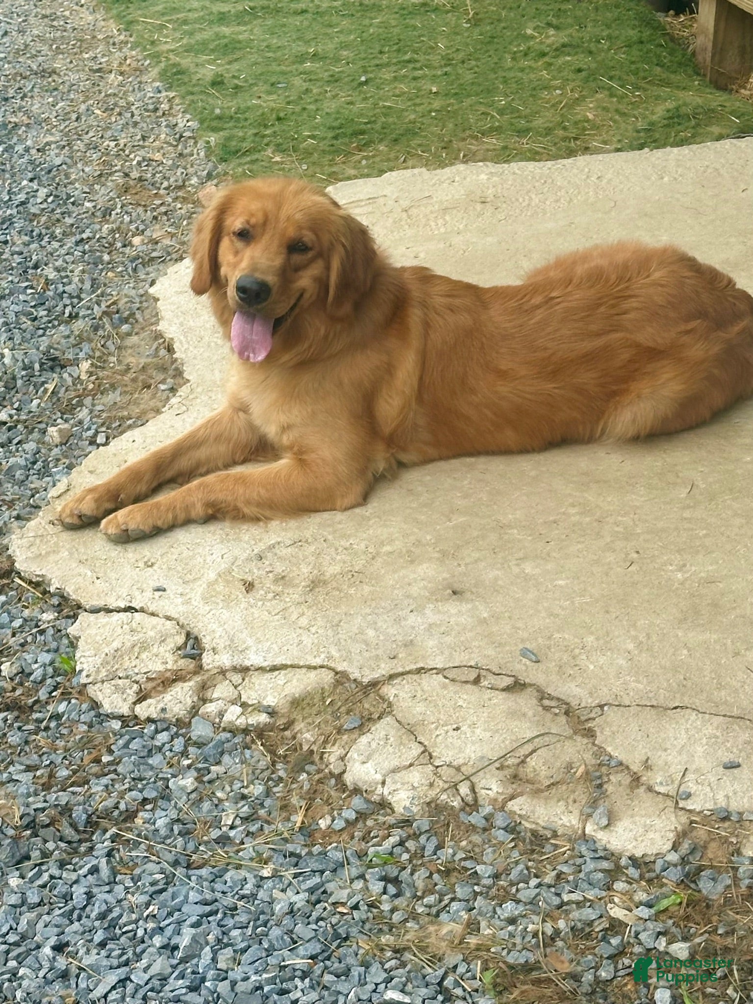 Golden Retriever dogs Luna - Ad 1