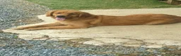Golden Retriever dogs for sale: Luna - Ad 1