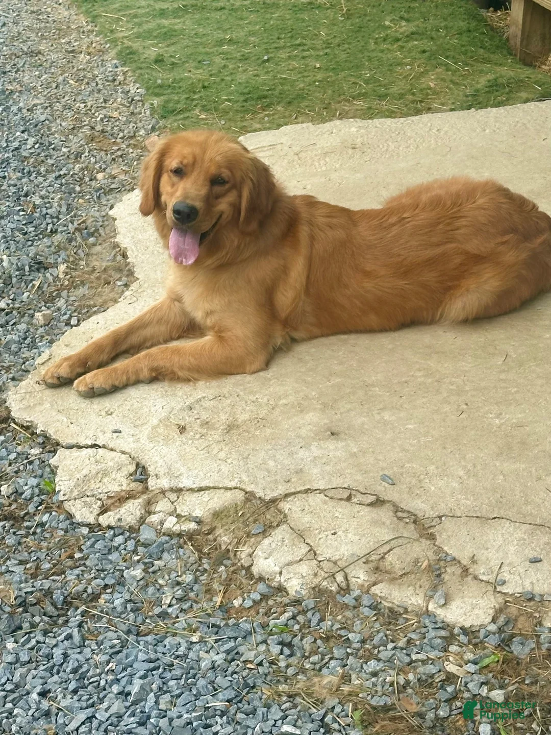 Golden Retriever dogs for sale: Luna - Ad 1