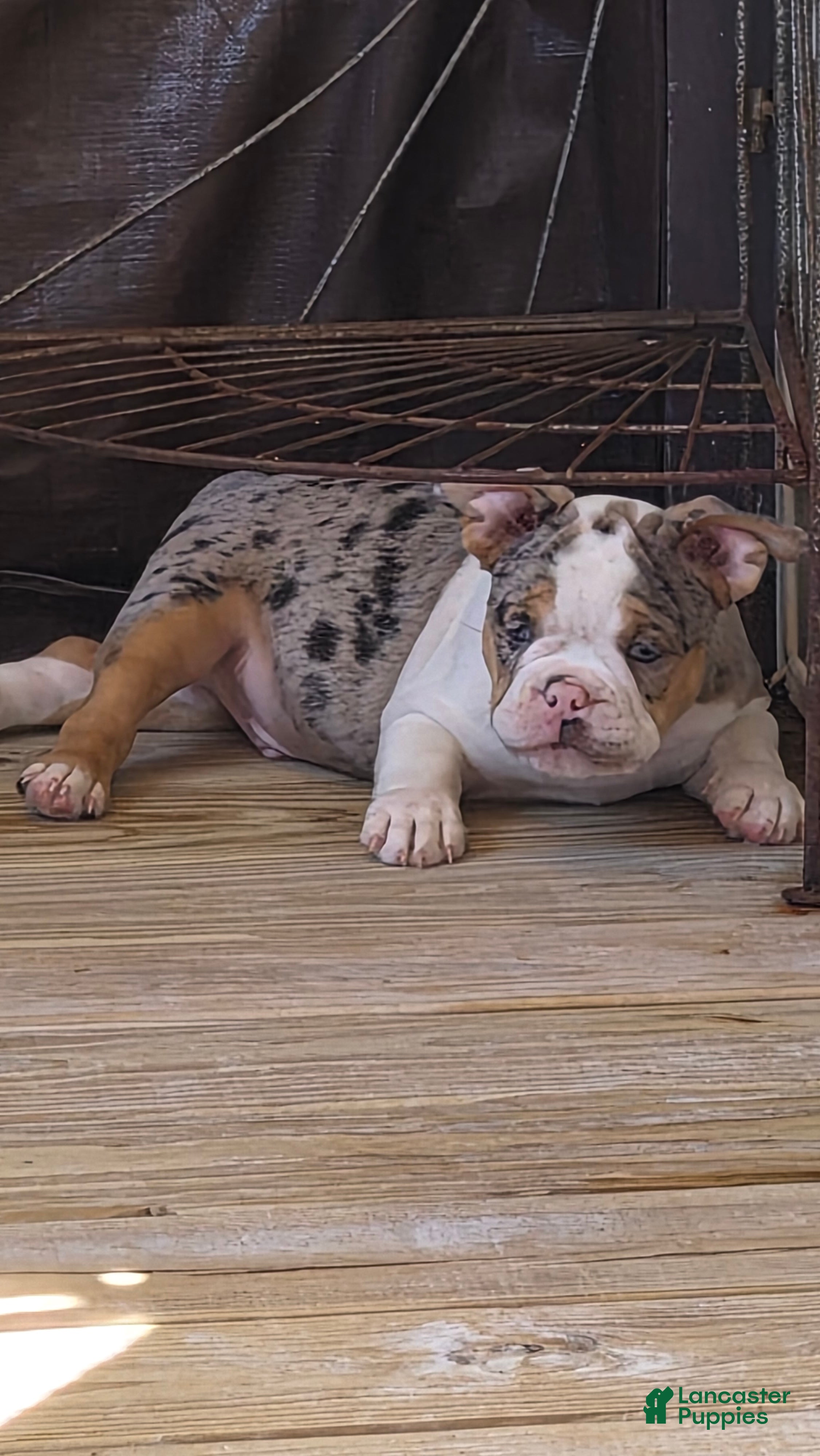 American Bully dogs American Bully 3 - Ad 15
