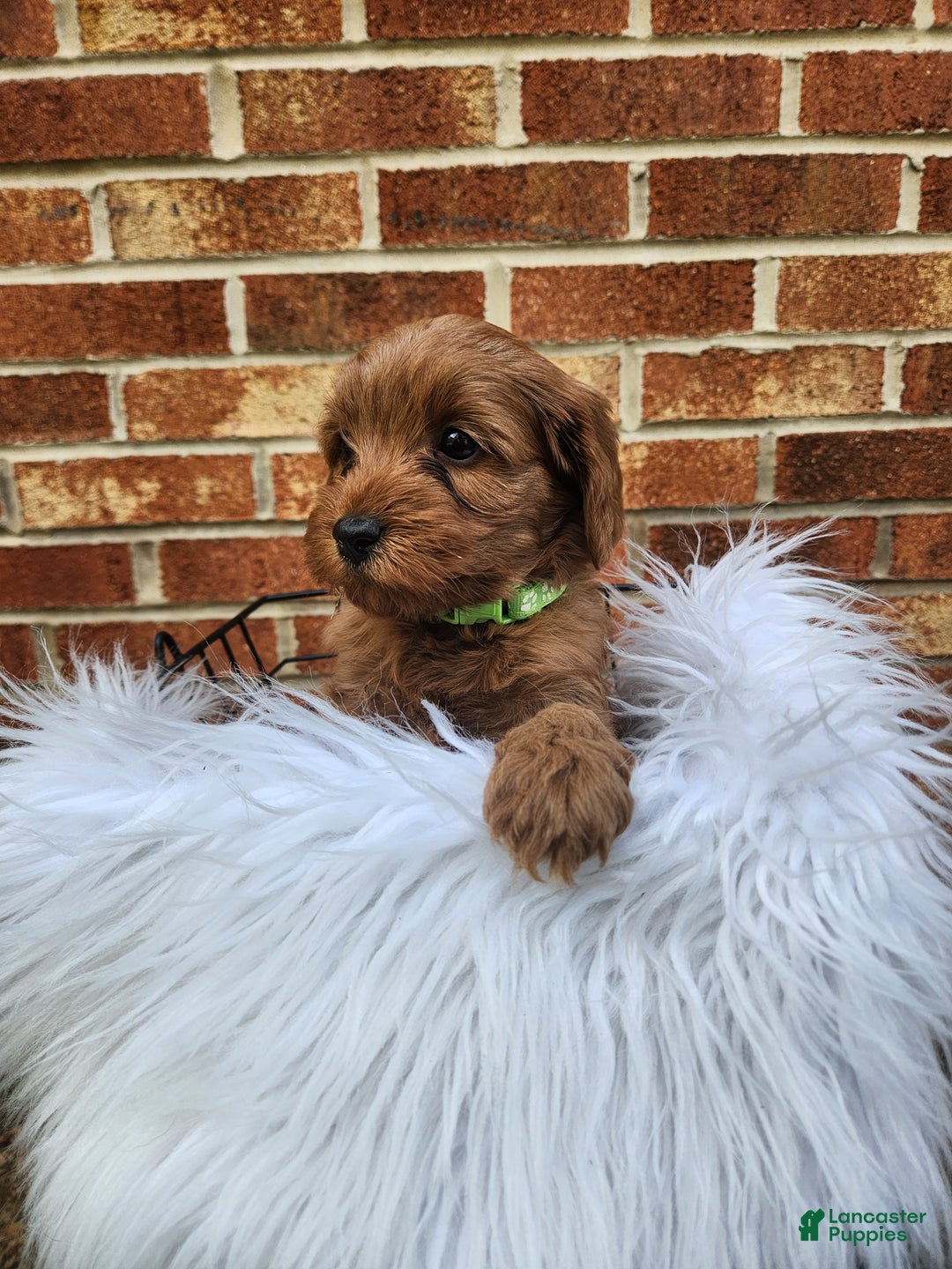 Mini Goldendoodle dogs for sale: JADE - MINI GOLDENDOODLE LOVELY PUPPY (RICHLAND, PA) - F1BB - Ad 3