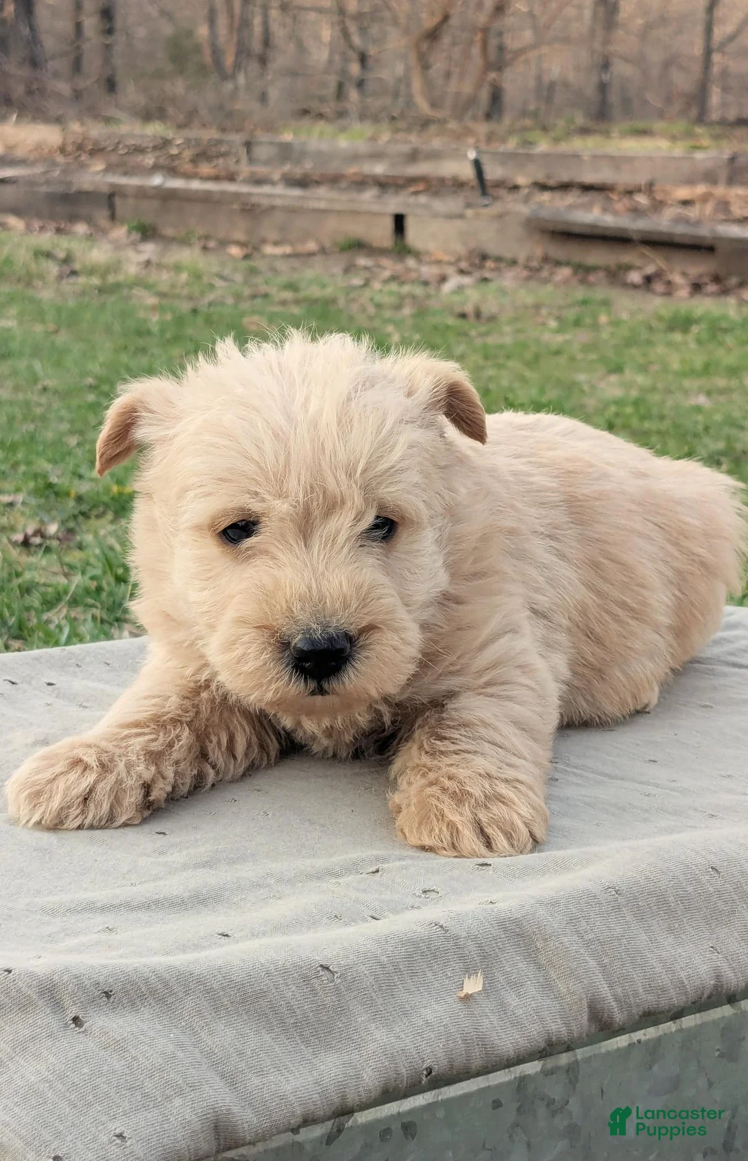 Mixed Breed dogs for sale: Gunner - Ad 2