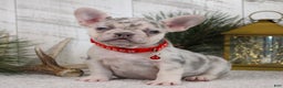 French Bulldog dogs for sale: Arnold (Mild Cleft Lip) - Ad 2