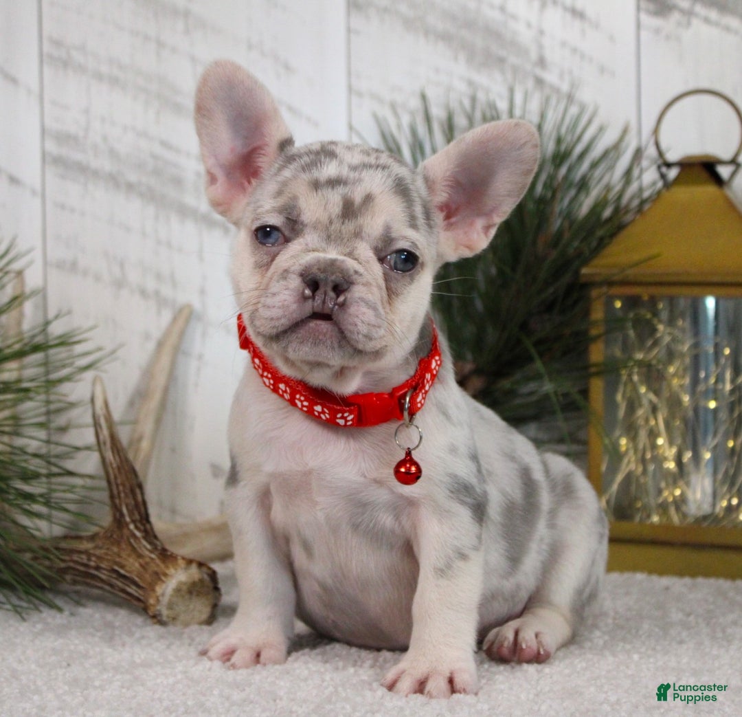 French Bulldog dogs for sale: Arnold (Mild Cleft Lip) - Ad 2