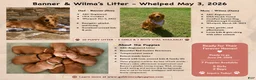 Golden Retriever dogs for sale: Miss. Teal - Ad 3
