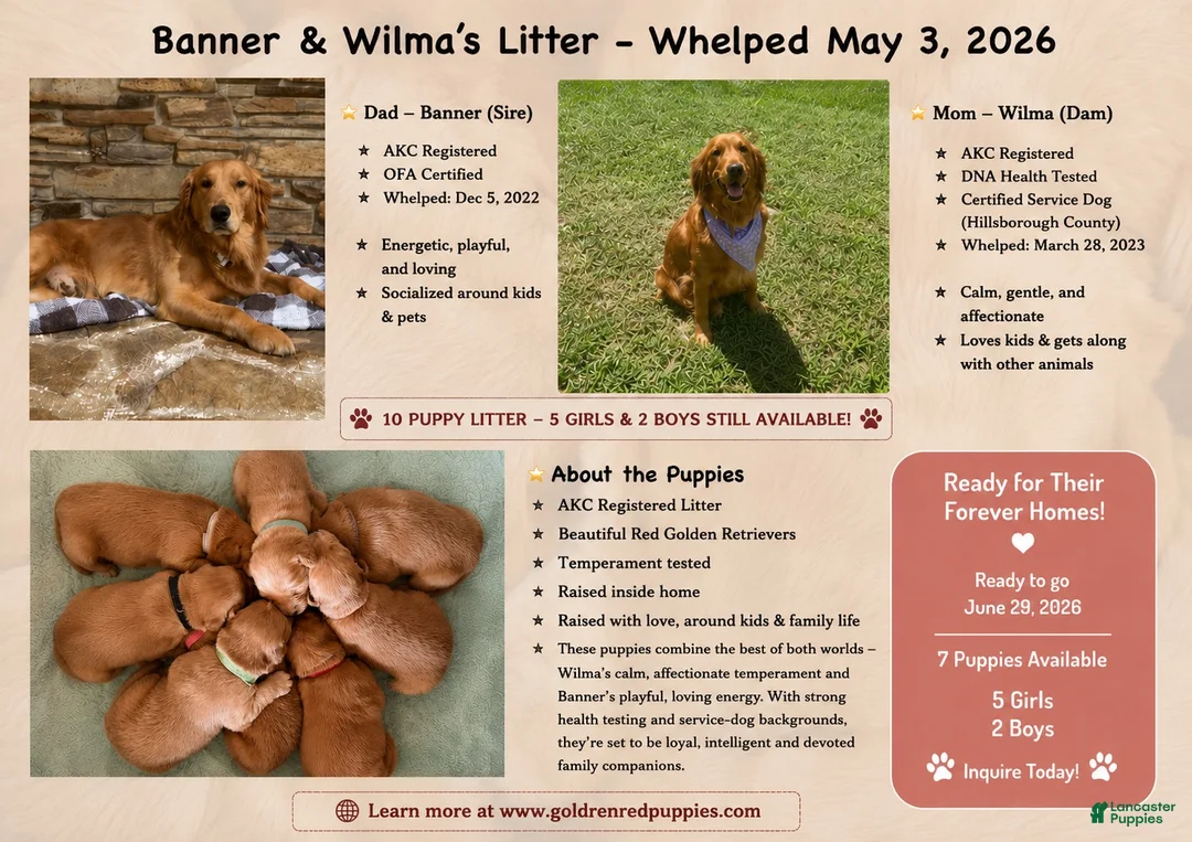 Golden Retriever dogs for sale: Miss. Teal - Ad 3