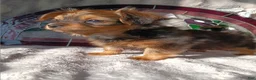 Yorkshire Terrier dogs for sale: Yorkshire Terrier Puppy 2 - Ad 3