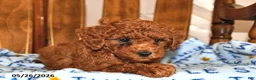Cavapoo dogs for sale: Ruby - Ad 4