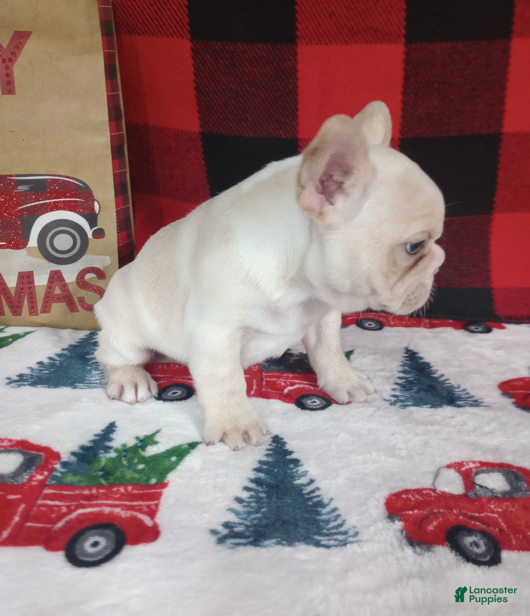 French Bulldog dogs for sale: Jeremy  - Ad 3