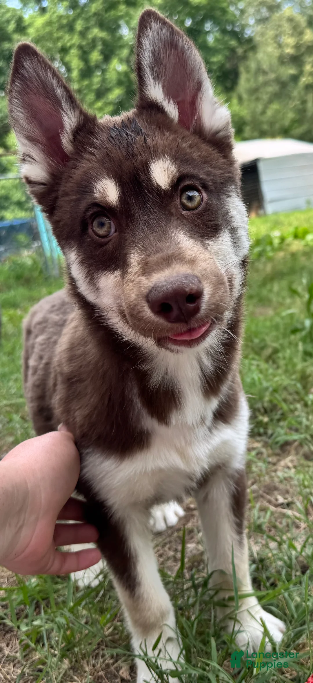 Siberian Husky dogs for sale: Quigley - Ad 1