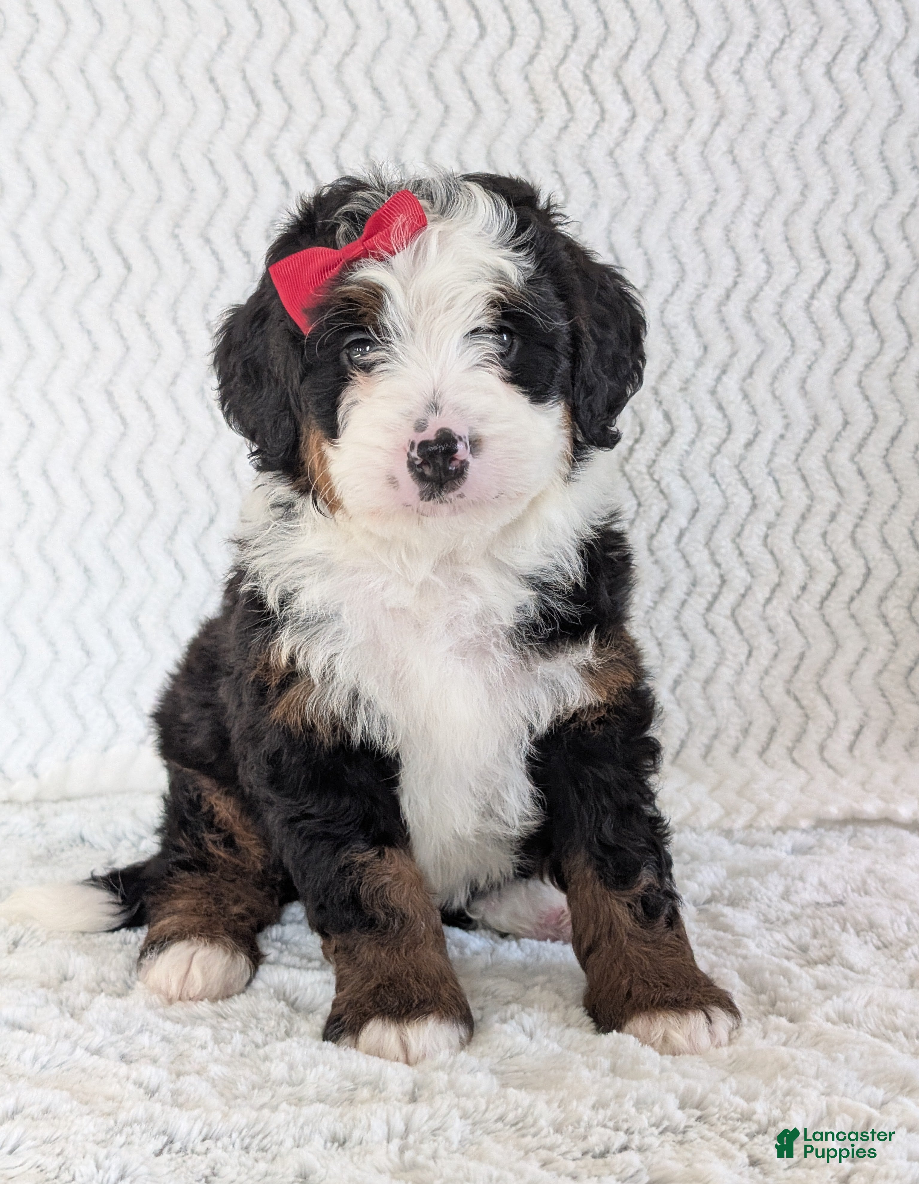 Mini Bernedoodle dogs Mini Jamie  - Ad 42