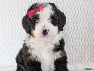 Mini Bernedoodle dogs Mini Jamie - Ad 31