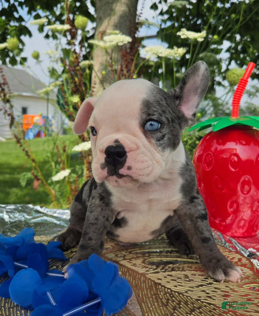 Olde English Bulldogge dogs for sale: Rocky - Ad 1