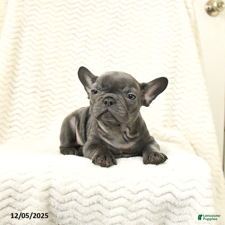 French Bulldog dogs Bear - Ad 38