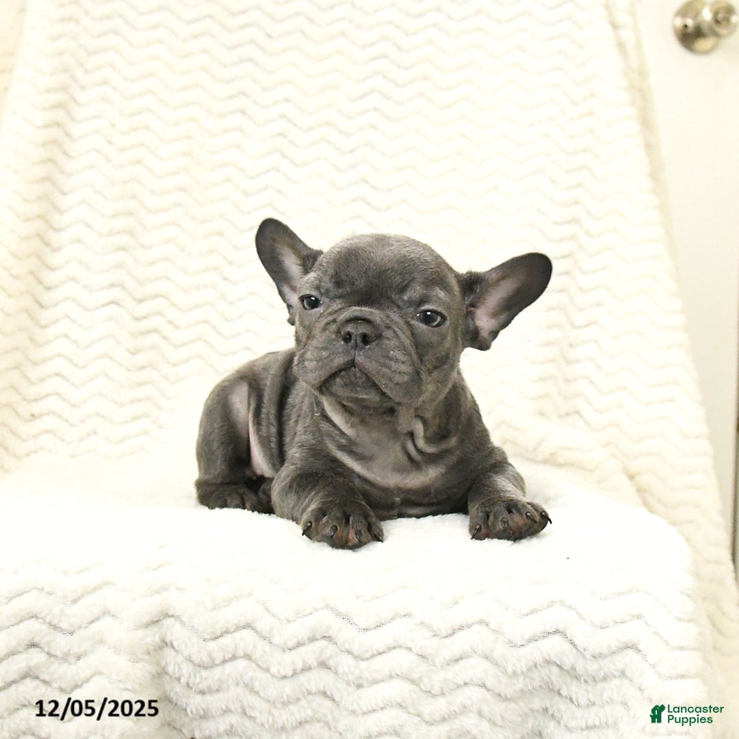 French Bulldog dogs for sale: Bear - Ad 1