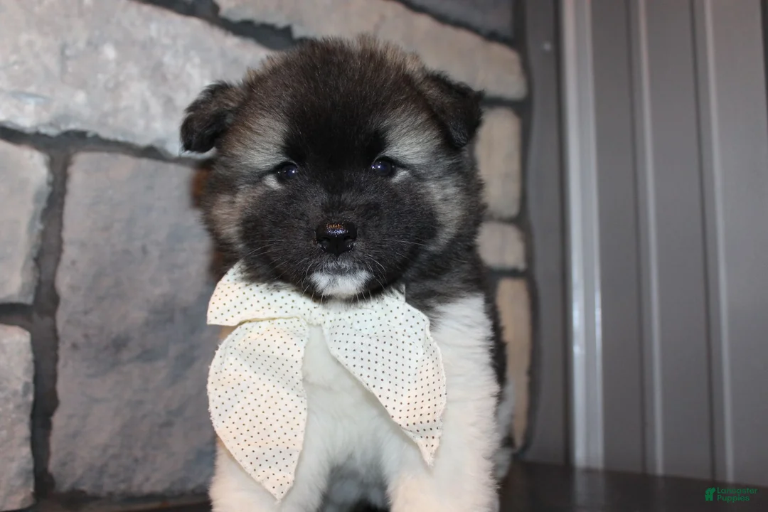 Akita dogs for sale: AKC Riley - Ad 1