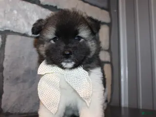 Akita dogs for sale: AKC Riley - Ad 1