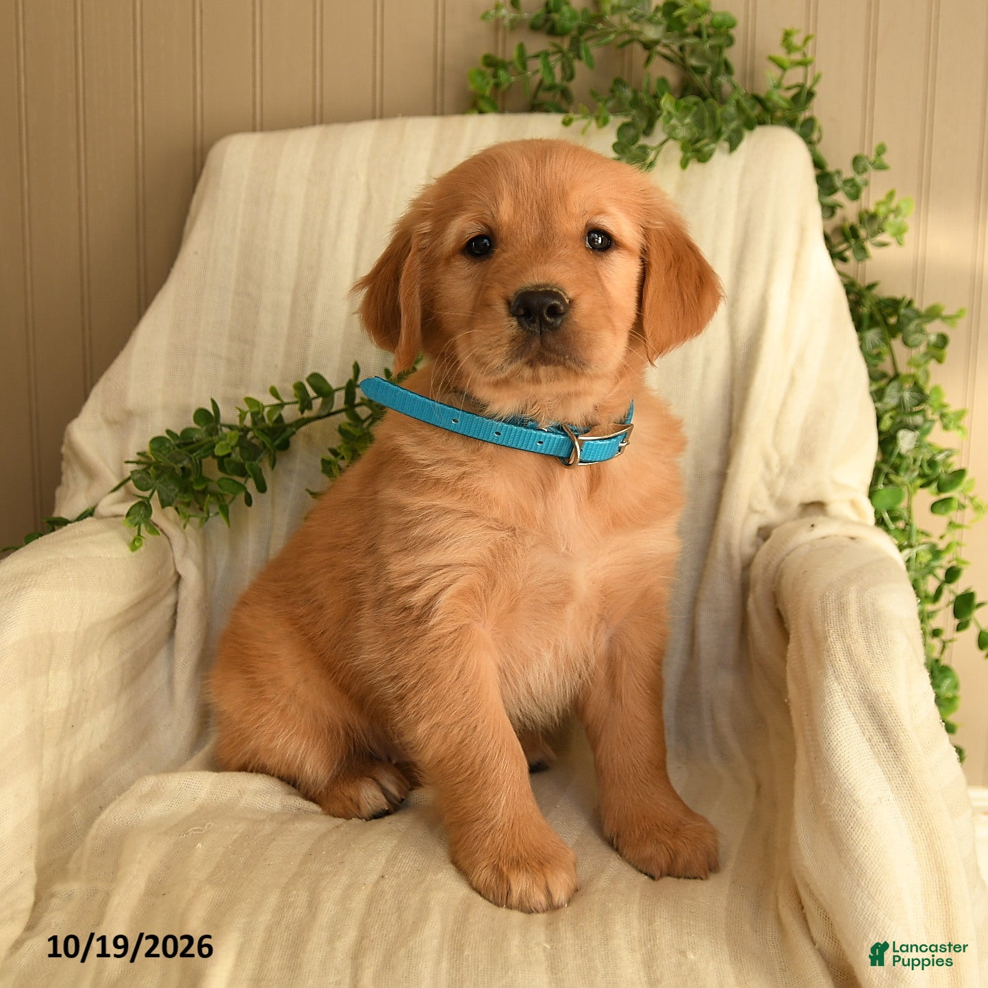 Golden Retriever dogs for sale: Cynthia - Ad 1