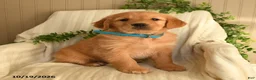 Golden Retriever dogs for sale: Cynthia - Ad 1
