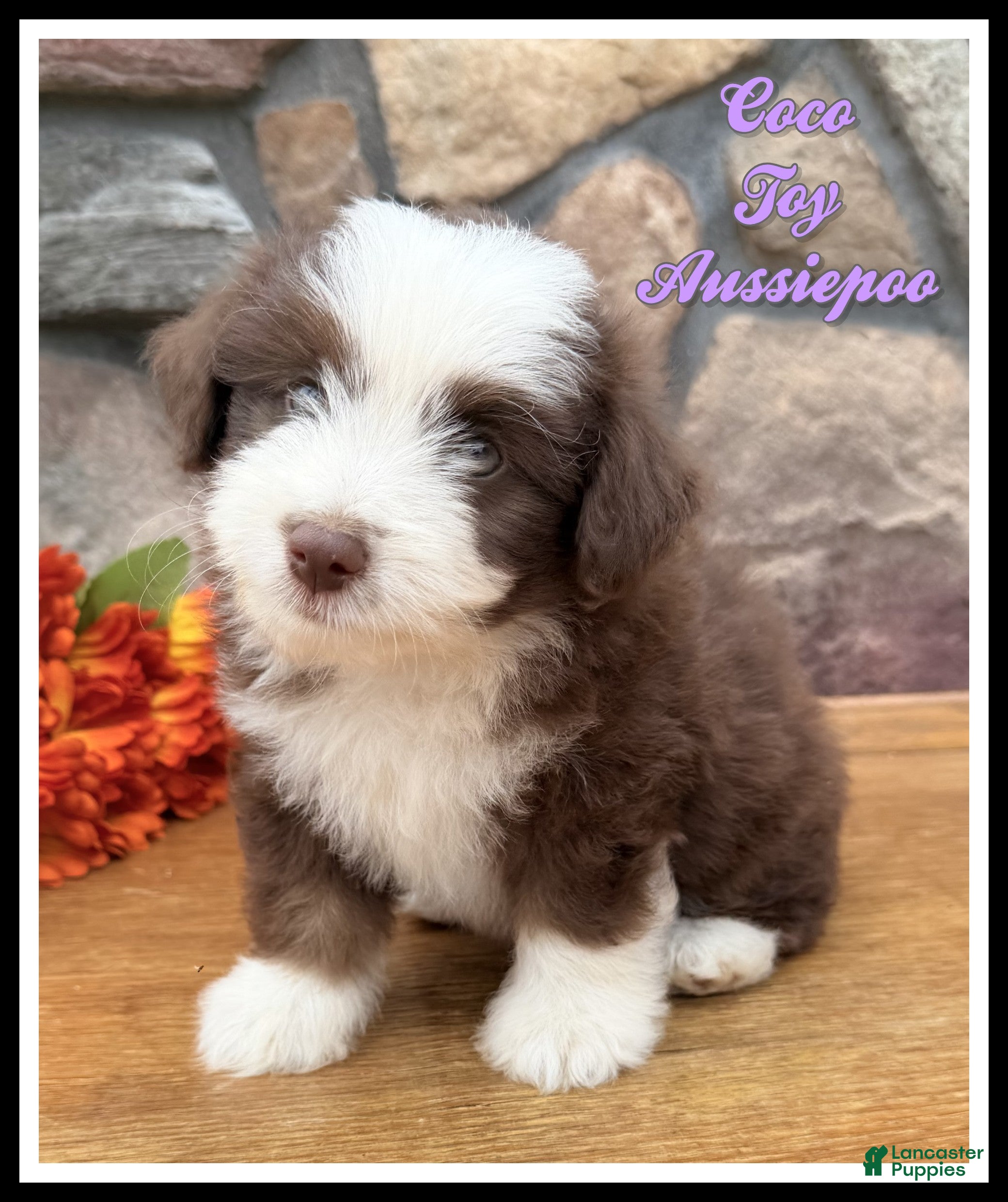 Mixed Breed dogs for sale: Coco - Ad 4