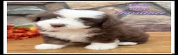 Mixed Breed dogs for sale: Coco - Ad 1