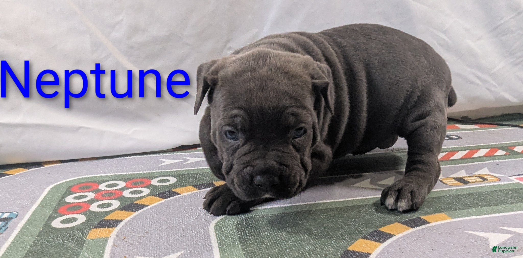 Cane Corso dogs for sale: Pluto  - Ad 10