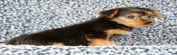 Yorkshire Terrier dogs for sale: Allison - Ad 3