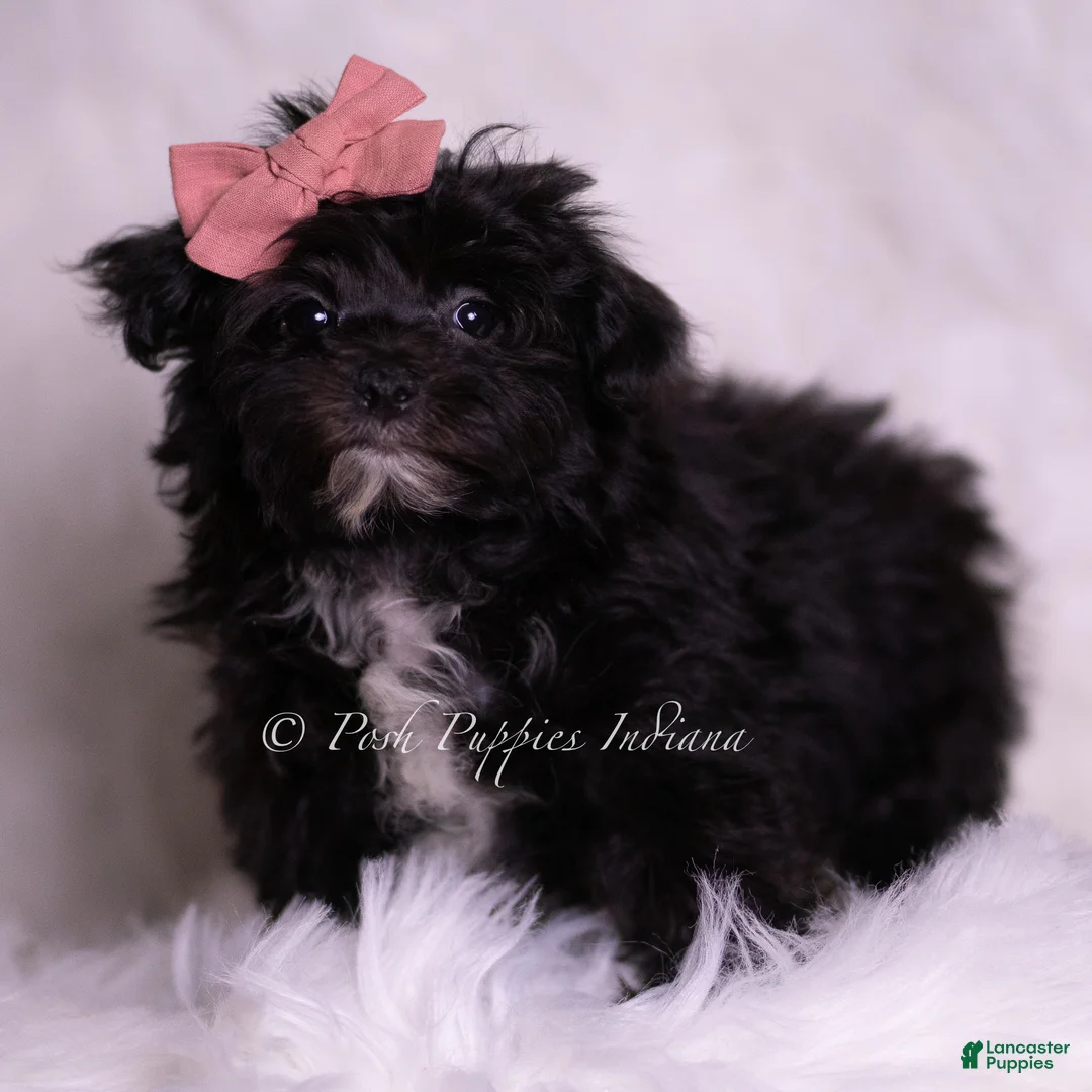 Morkie dogs for sale: Boogie - Ad 1